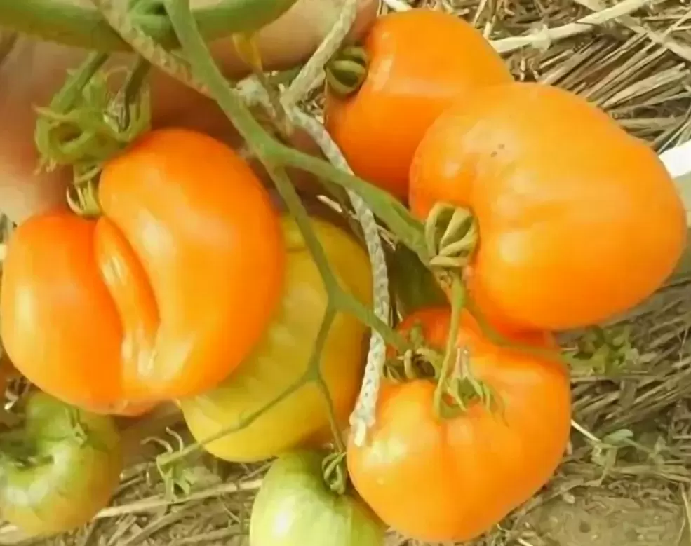 Как выбрать идеальные желтоплодные томаты для вашего огорода