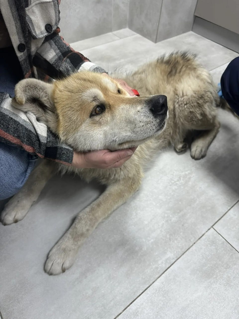 «Был роскошный пес, а теперь – кожа да кости»: в Калининграде спасают Тайфуна, который остался без хозяев «Был роскошный пес, а теперь – кожа да кости»: в Калининграде спасают Тайфуна, который остался без хозяев