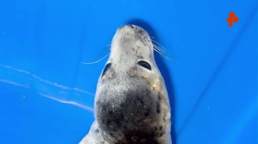 ��������� "���������� ������" ������ � ���� ������ ���������� ����� � �����-����������