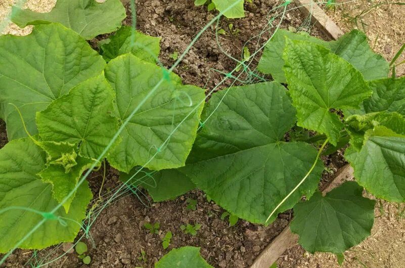 ������������ ��������� ���� �� �������: ������ � ��������