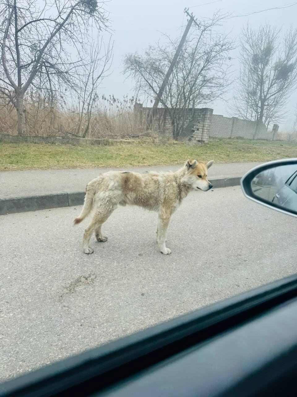 «Был роскошный пес, а теперь – кожа да кости»: в Калининграде спасают Тайфуна, который остался без хозяев