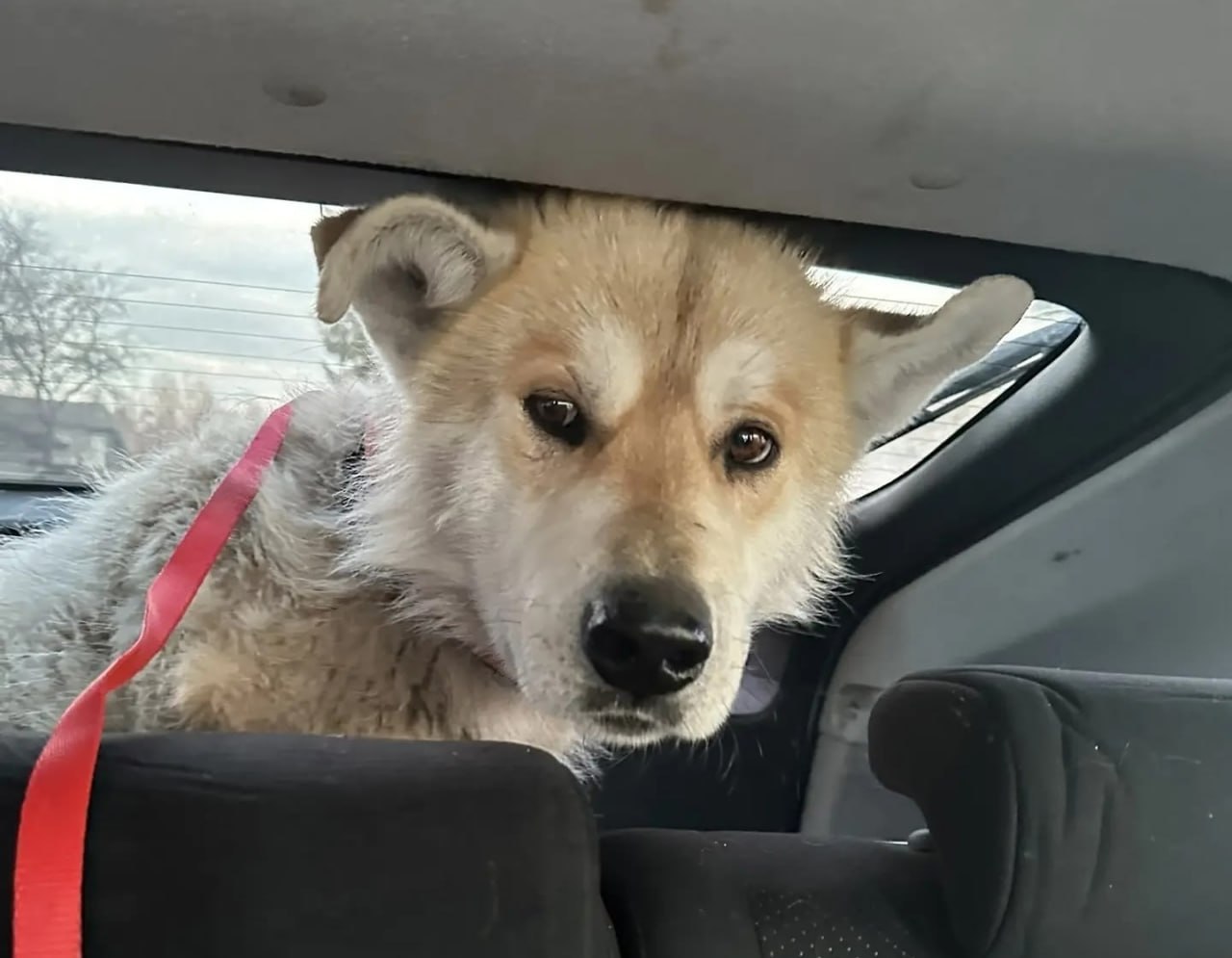 «Был роскошный пес, а теперь – кожа да кости»: в Калининграде спасают Тайфуна, который остался без хозяев «Был роскошный пес, а теперь – кожа да кости»: в Калининграде спасают Тайфуна, который остался без хозяев