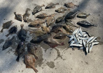 Салака отказалась уходить из рыбного места в Калининградской области