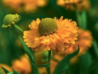 Гелениумы: как сделать ваш сад ярче и привлекать внимание пчёл