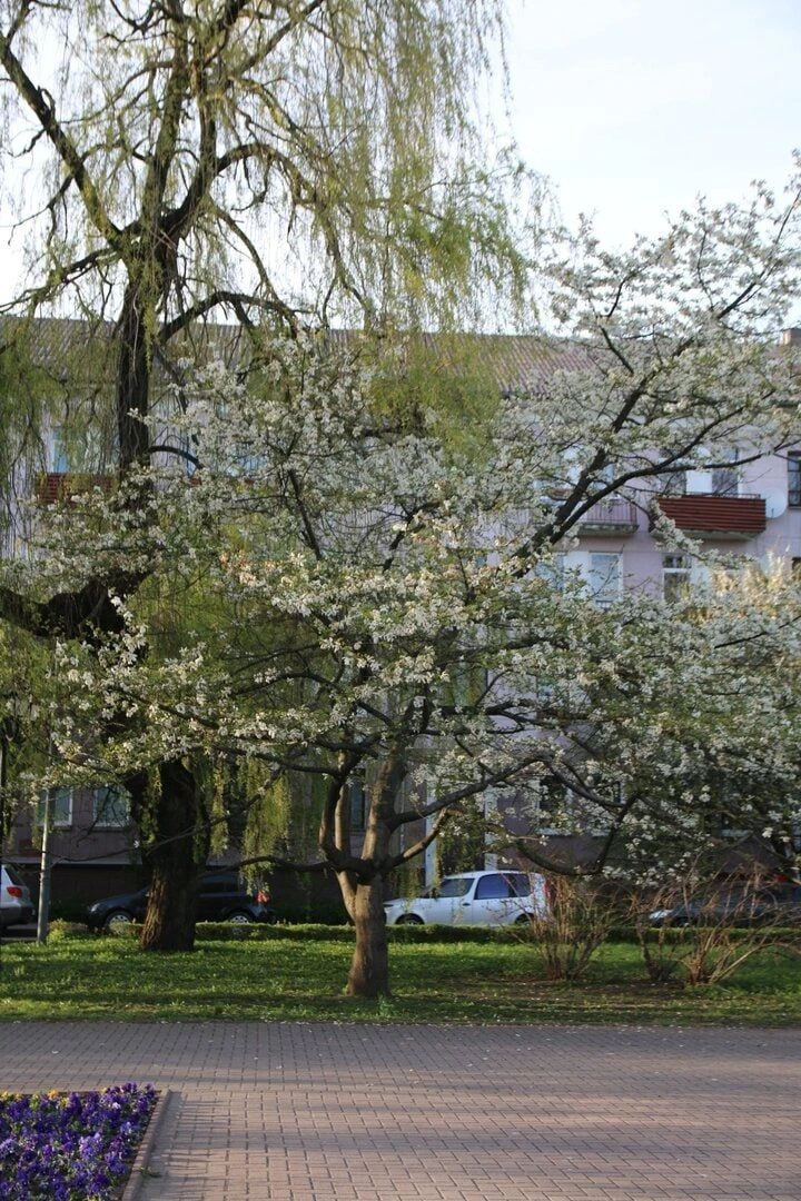 У драмтеатра в Калининграде обрезали магнолию — горожане возмущены У драмтеатра в Калининграде обрезали магнолию — горожане возмущены