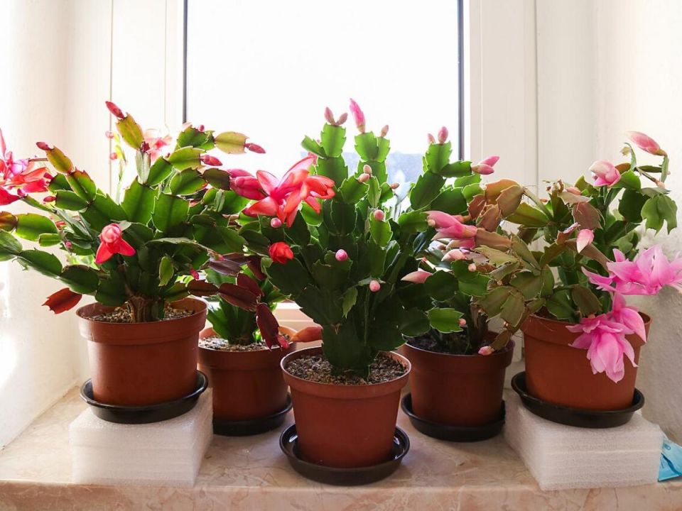 ������ ��������� �������� ����� ����� ���������� ����� ��� ������ �������� �����