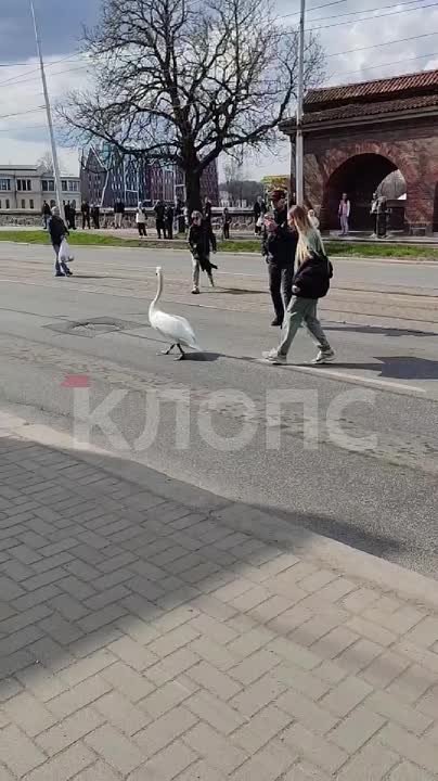 Лебедь, который рухнул на дорогу на улице Черняховского, погиб