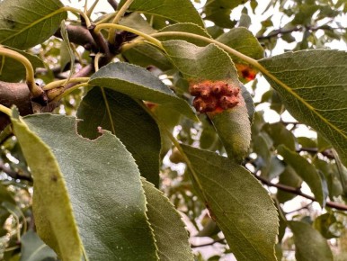 Как сохранить грушу от ржавчины и предотвратить повторное заражение