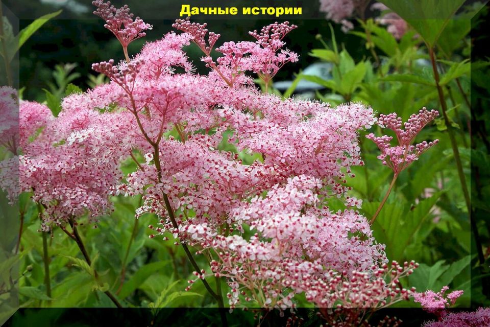 ������ ��������������� �������� ��� ���������: ����������� ����, ������������ �������