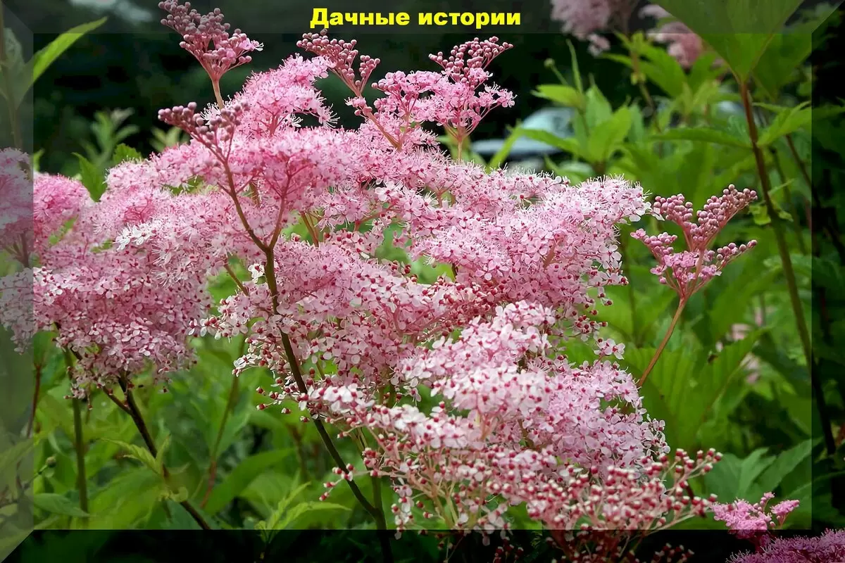 Лучшие приспособленные растения для цветников: минимальный уход, максимальная красота