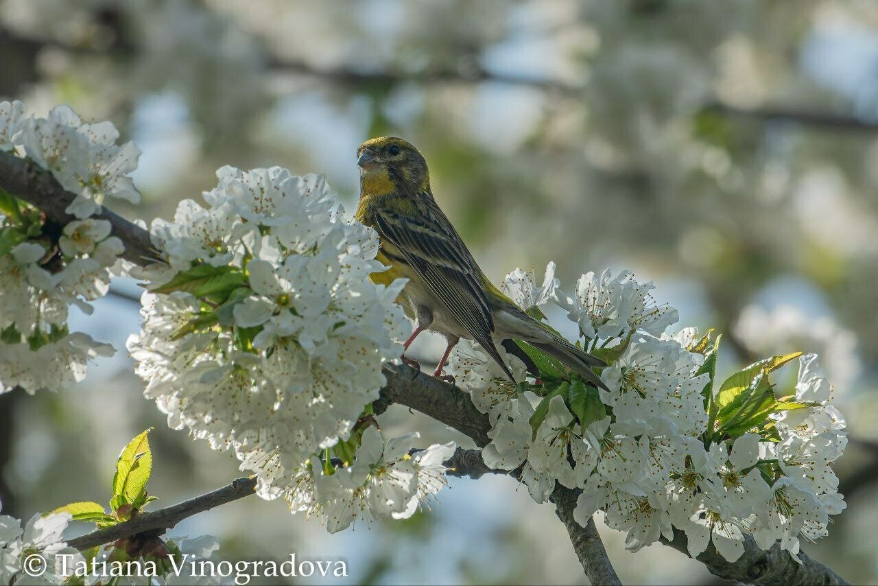 В Калининградскую область вернулся канареечный вьюрок, который поселился здесь 121 год назад В Калининградскую область вернулся канареечный вьюрок, который поселился здесь 121 год назад