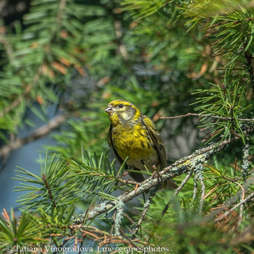 В Калининградскую область вернулся канареечный вьюрок, который поселился здесь 121 год назад В Калининградскую область вернулся канареечный вьюрок, который поселился здесь 121 год назад