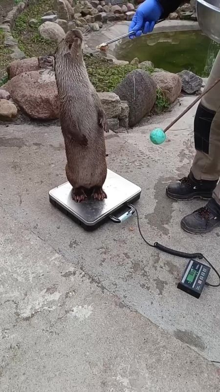 ����� �� �� ������ �����, ������� ����� ���� ��������� ����, ���� �� �����?