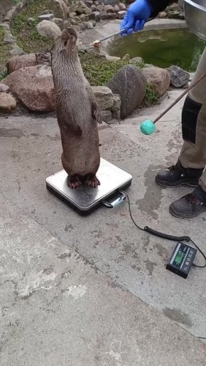 Много ли вы знаете людей, которые могут себе позволить есть, стоя на весах?