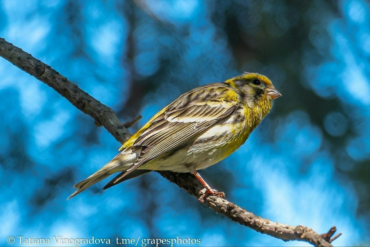 В Калининградскую область вернулся канареечный вьюрок, который поселился здесь 121 год назад