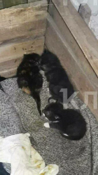 В Советске кошку с котятами заперли в подвале без выхода