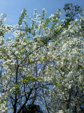 ������ ����, ��������������� �������