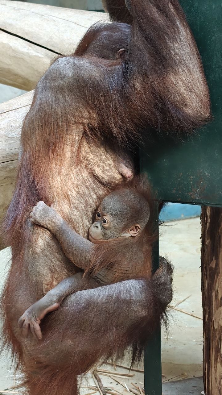 Расчехляем мимиметры. Потому что ничего более умилительного сегодня мы уже не увидим Расчехляем мимиметры. Потому что ничего более умилительного сегодня мы уже не увидим