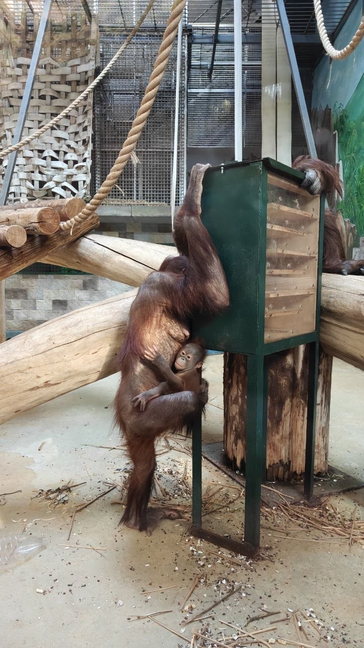 Расчехляем мимиметры. Потому что ничего более умилительного сегодня мы уже не увидим Расчехляем мимиметры. Потому что ничего более умилительного сегодня мы уже не увидим