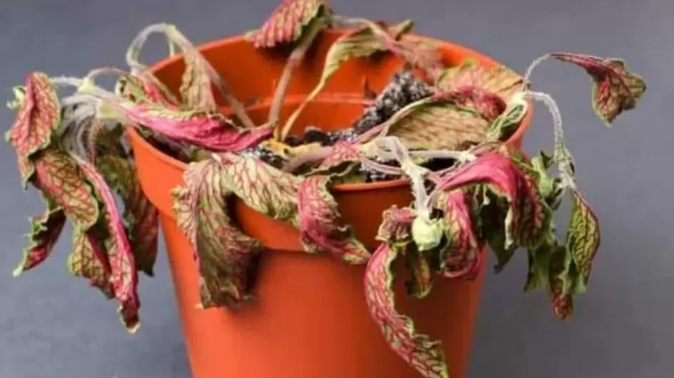 Как спасти капризные растения: секреты успешного ухода