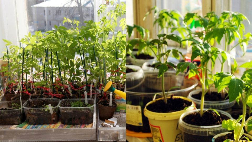 ��� �������� ������ ������ � ������� ������� � ������� ��� ���������