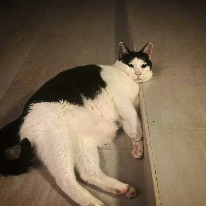 Знакомьтесь — 13-летний кот Панчо из Японии Знакомьтесь — 13-летний кот Панчо из Японии