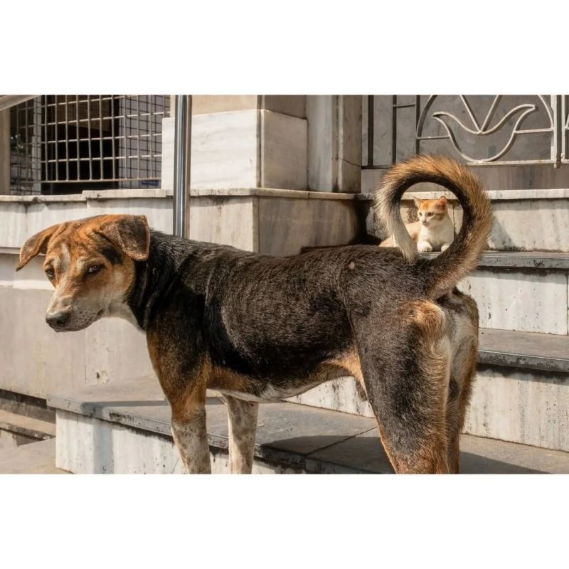 ��� ����� ����?. �������� ���� �������� Subrata Dey