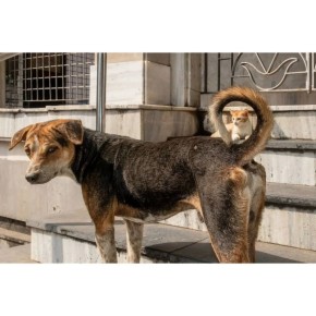 Все нашли кота?. Классный кадр подловил Subrata Dey