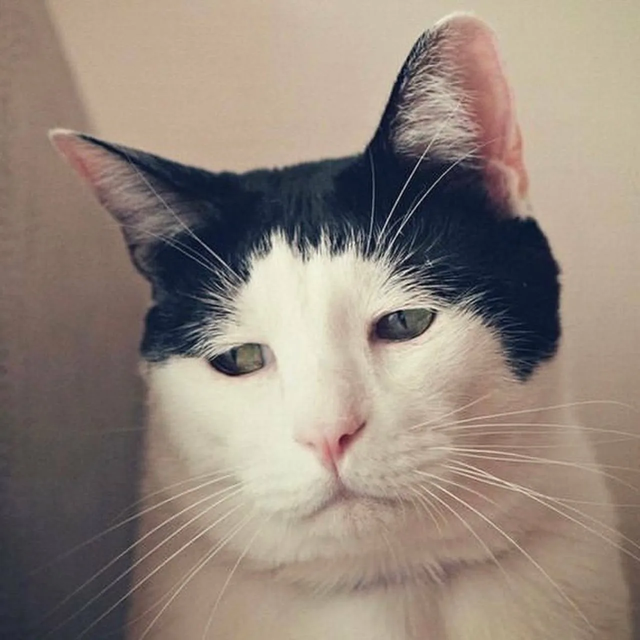 Знакомьтесь — 13-летний кот Панчо из Японии