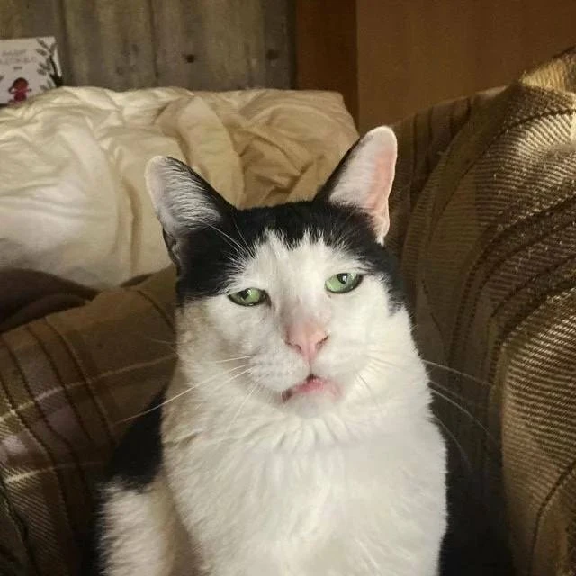 Знакомьтесь — 13-летний кот Панчо из Японии Знакомьтесь — 13-летний кот Панчо из Японии