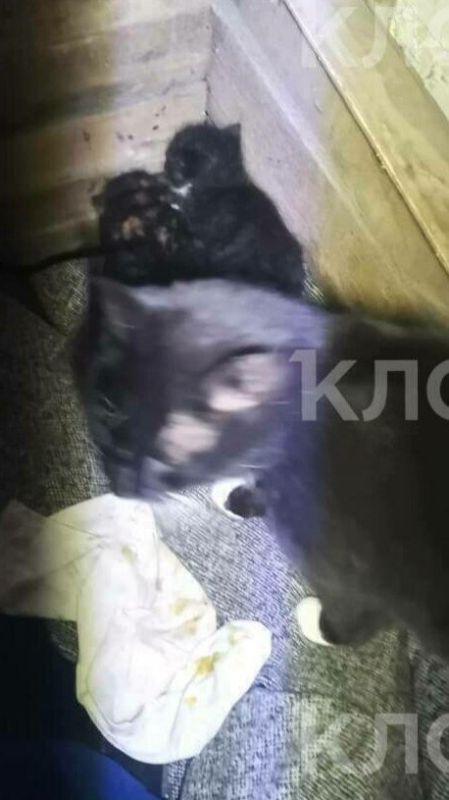 �� � �������� ������� ����� � �������� � ������� ��� ����