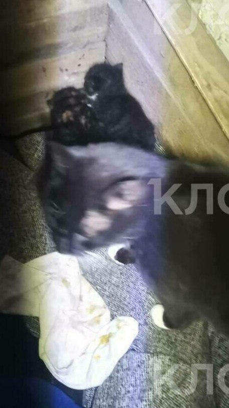 УК в Советске заперла кошку с котятами в подвале без окон