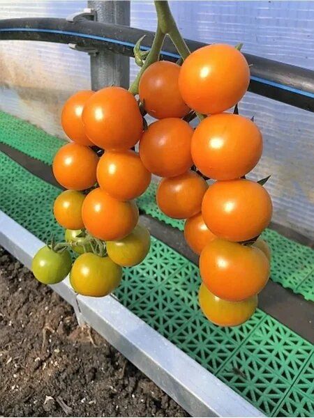 ������ ����� ����: ������� ���������� ������ ��� ������ ����