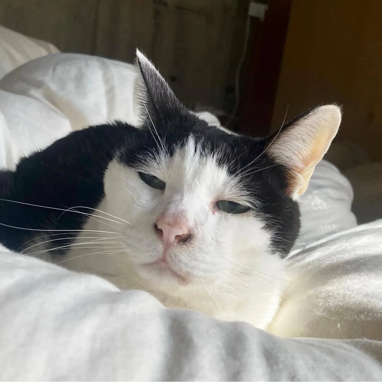 Знакомьтесь — 13-летний кот Панчо из Японии Знакомьтесь — 13-летний кот Панчо из Японии