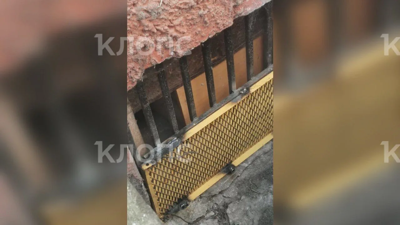 В Советске кошку с котятами заперли в подвале без выхода В Советске кошку с котятами заперли в подвале без выхода