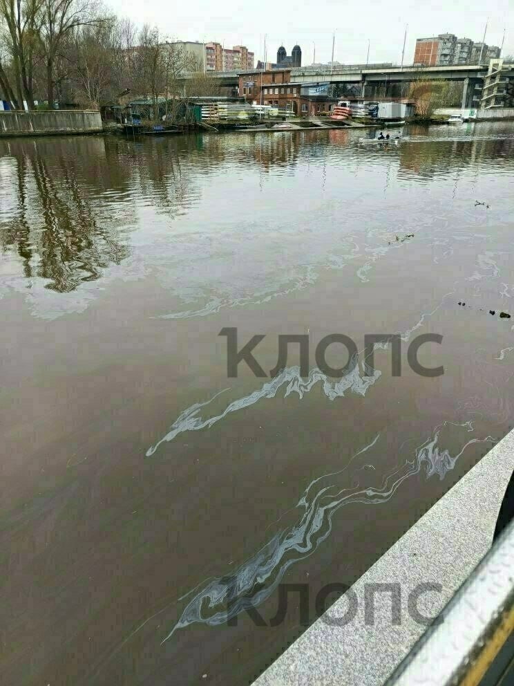 Река Преголя в Калининграде покрылась радужными маслянистыми разводами Река Преголя в Калининграде покрылась радужными маслянистыми разводами