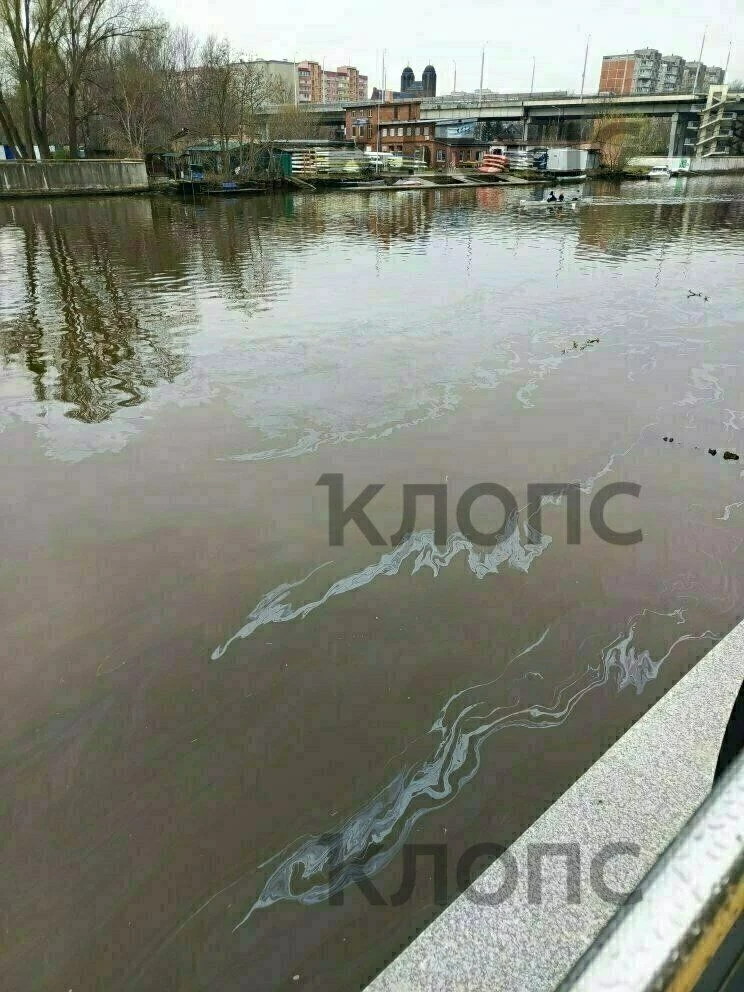 В Калининграде Преголя покрылась маслянистыми пятнами В Калининграде Преголя покрылась маслянистыми пятнами