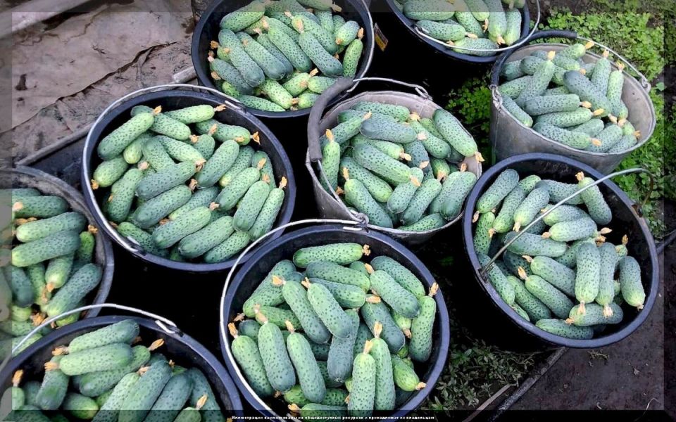 ������� ��������� ������ �������: ������ ��� ���������� �����������