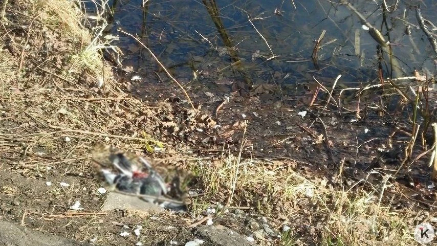 Голуби, погибшие на Летнем озере, птичьим гриппом не болели — минприроды