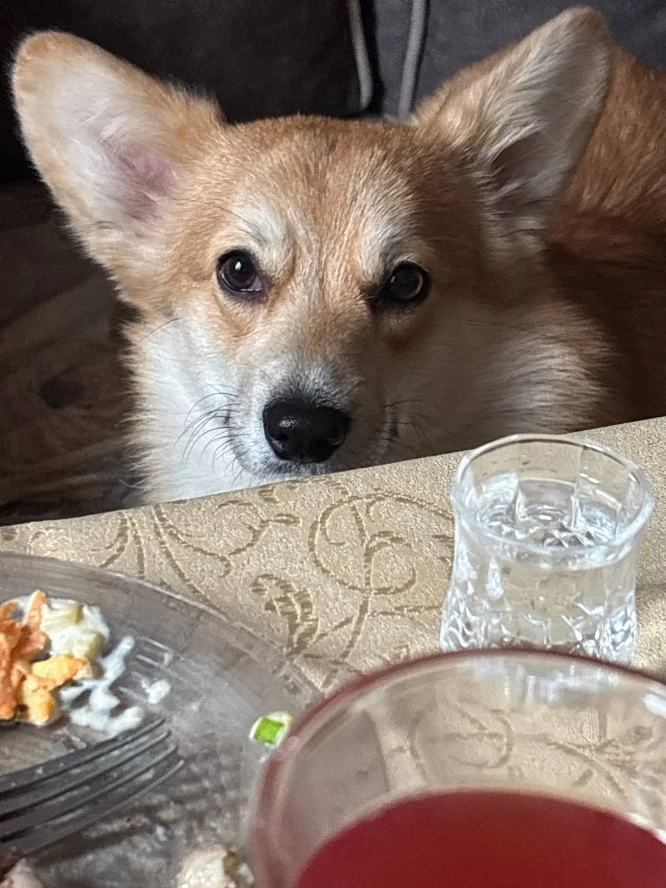 Пропала собака в Калининграде