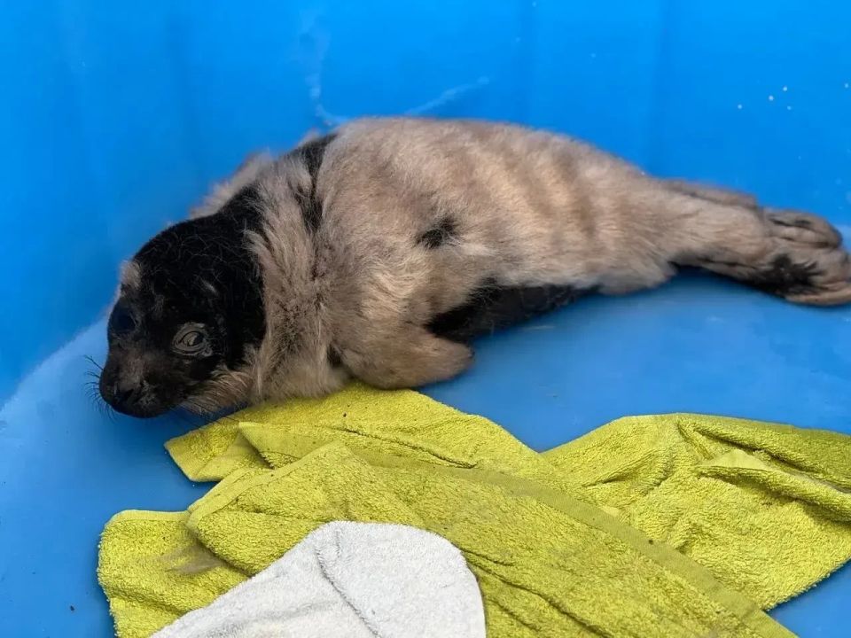 � ����� ������ ���������� ������ ��������� ����� ������� - ��������� ��������� ����� ����� ����� 4,8 ��