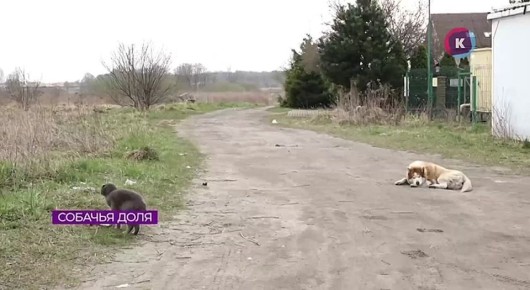 Бросили собаку на развалинах согревшего дома