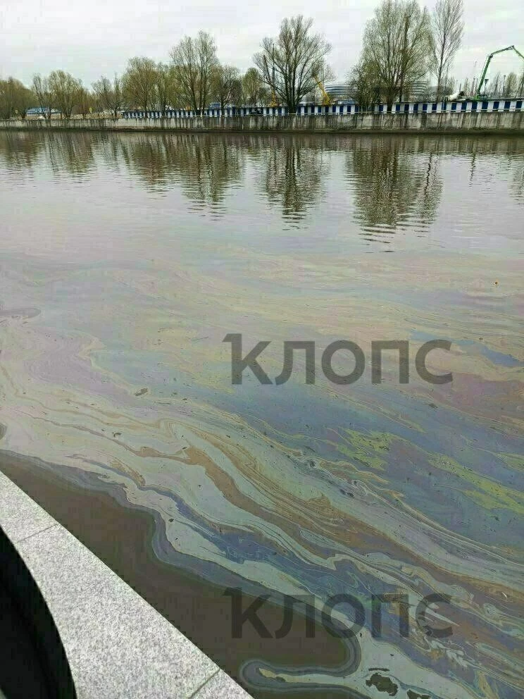 В Калининграде Преголя покрылась маслянистыми пятнами В Калининграде Преголя покрылась маслянистыми пятнами