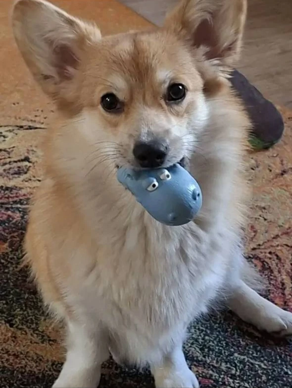 Пропала собака в Калининграде Пропала собака в Калининграде