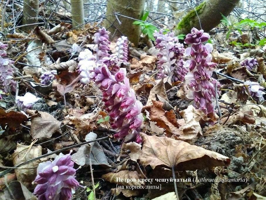 � ���������� ����� �� �������� ���� �������� �������� ����-�����