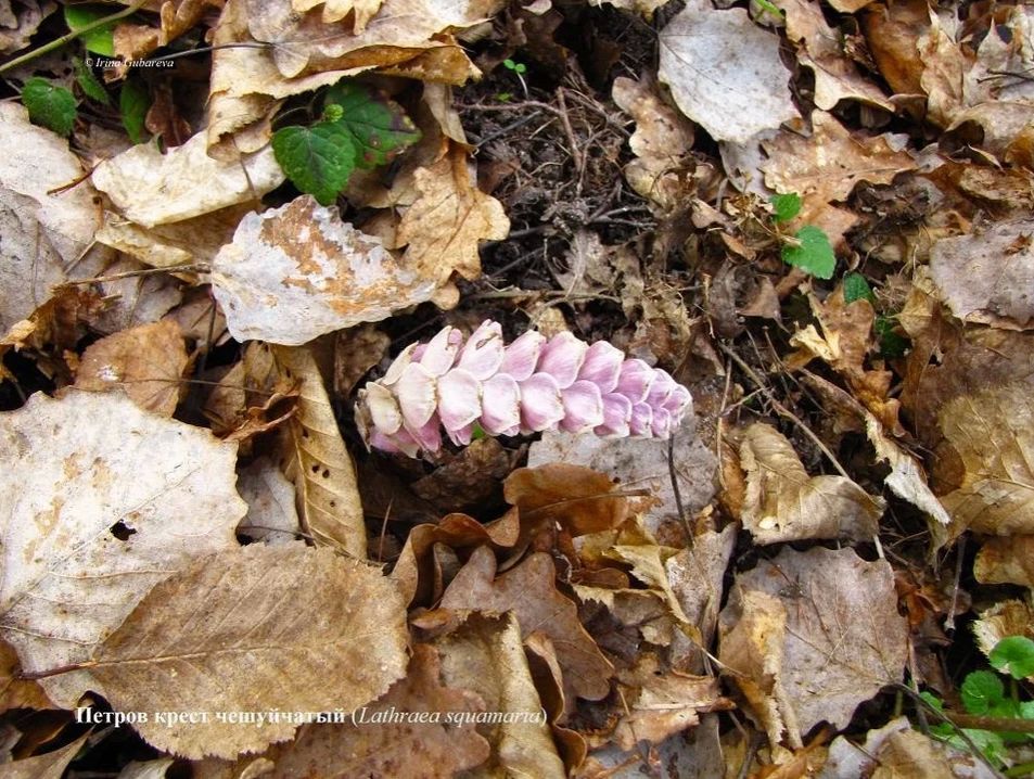 �� �������� ���� �������� ������ ��������-�������