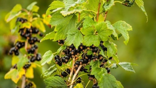 Как правильно подкармливать смородину весной для щедрого урожая