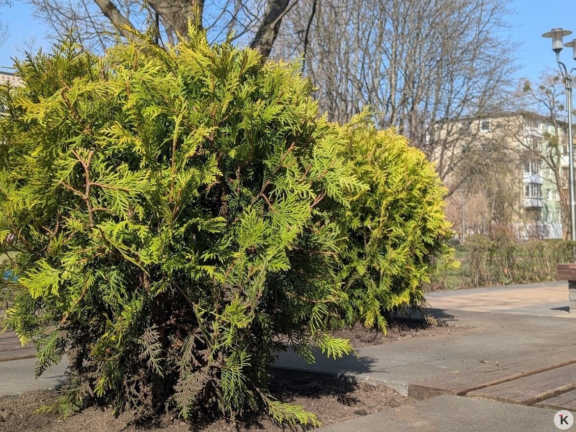 Лавровишни в пешеходной зоне на Рокоссовского заменили на туи