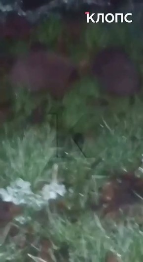 Житель Светлого запечатлел милую возню двух ёжиков