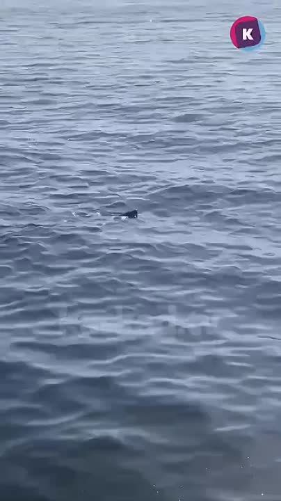 �������� ����� �� �����, ��� ������ ������� �� ������ � ���������� ����